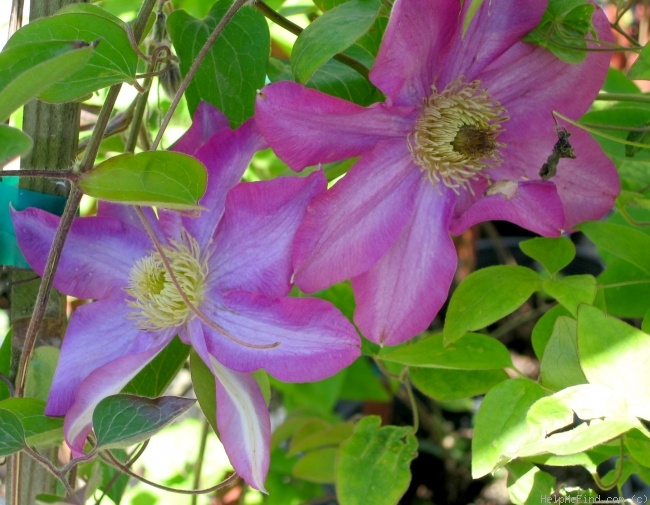 'C. 'Pink Champagne'' clematis photo