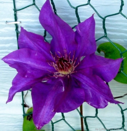 'C. 'The President'' clematis photo