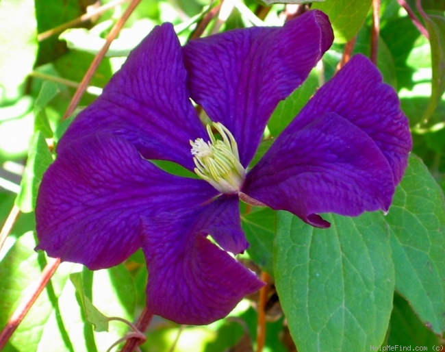 'C. jackmanii' clematis photo