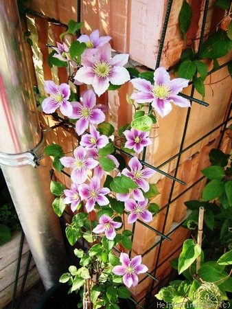 'Piilu' clematis photo