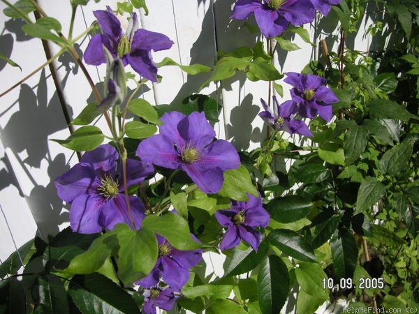 'General Sikorski' clematis photo