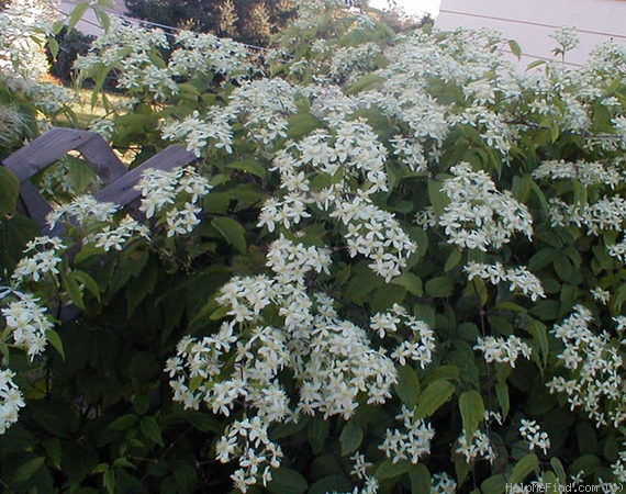 'Vitalba' clematis photo