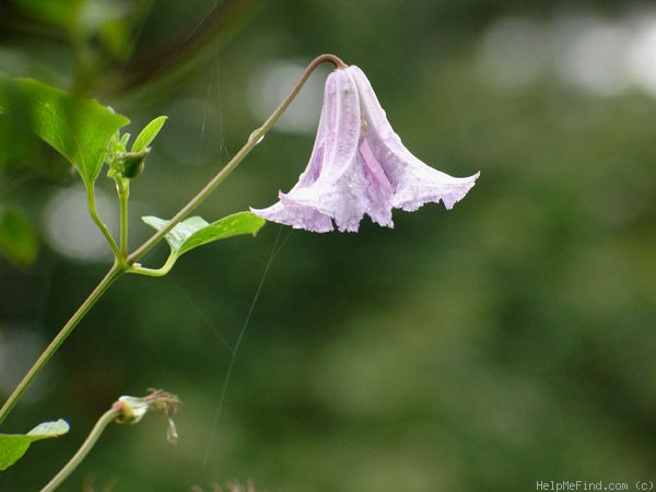 'Viticella 'Betty Corning'' clematis photo