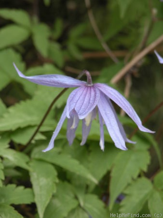 'Blue Bird' clematis photo