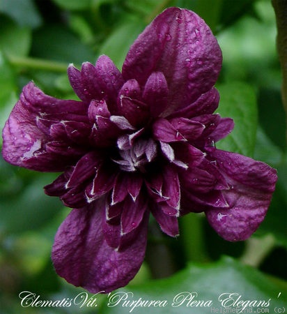 'C. viticella 'Purpurea Plena Elegans'' clematis photo