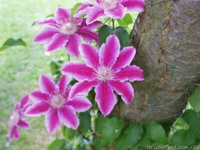 'C. 'Doctor Ruppel'' clematis photo