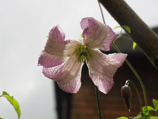 'C. texensis 'Pagoda'' clematis photo