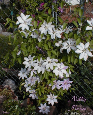 'Nelly Moser' clematis photo
