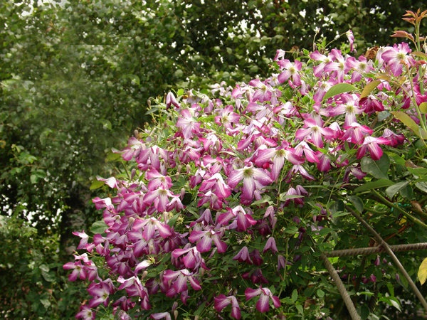 'C. viticella 'Walenburg'' clematis photo