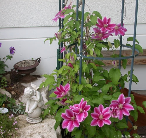 'Dr. Ruppel' clematis photo