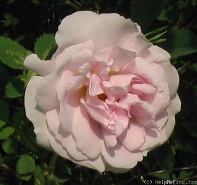 'Haidee' rose photo
