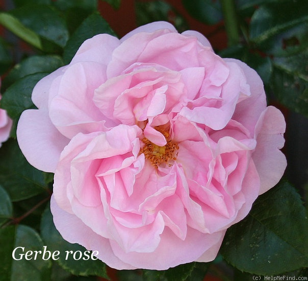 'Gerbe Rose' rose photo