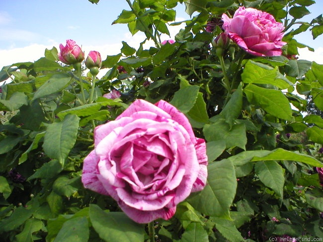 'Č.S.R.' rose photo