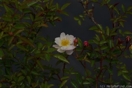 '<i>Rosa yakushimaensis</i>' rose photo