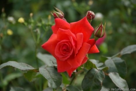 'Salita ®' rose photo