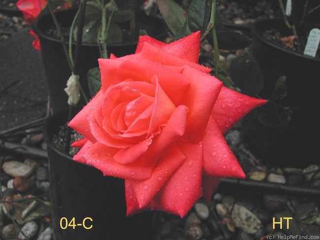 'DEN04C' rose photo