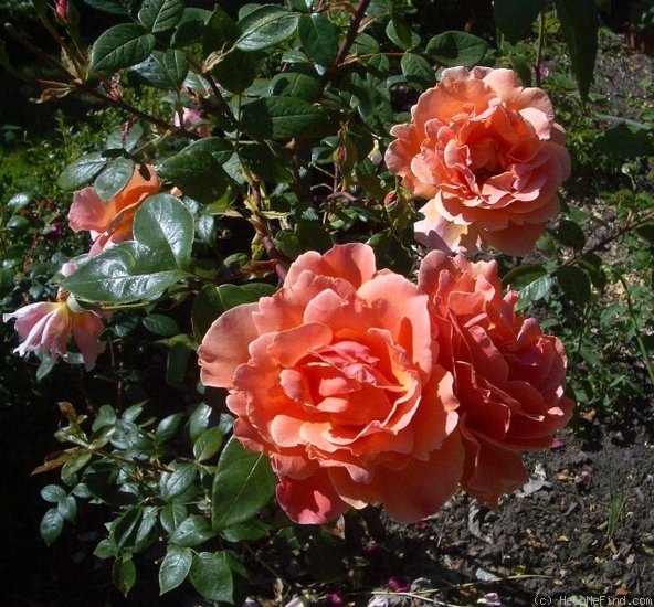 'Royal Visit' rose photo