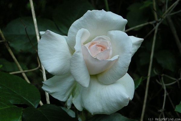 'Schwanensee ®' rose photo