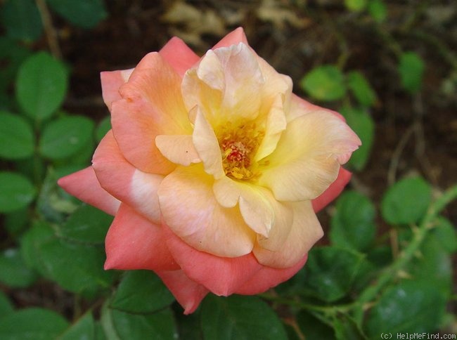 'Spirit of Peace (hybrid tea, Warriner, 1992)' rose photo