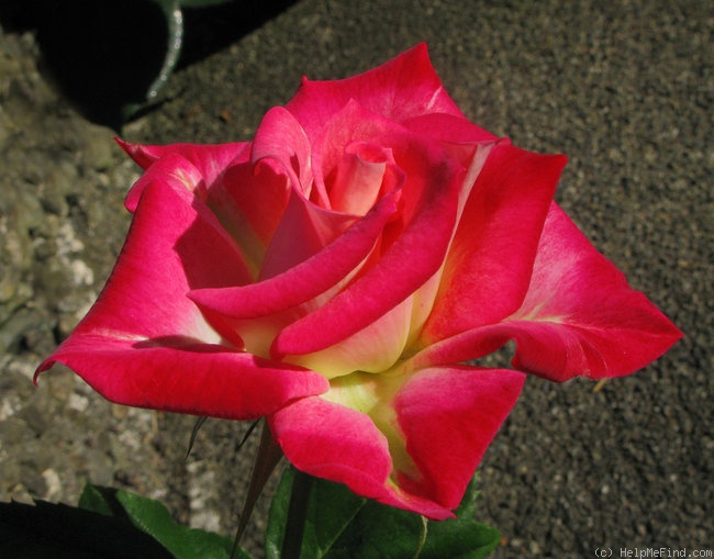 'Bella Christina ™' rose photo