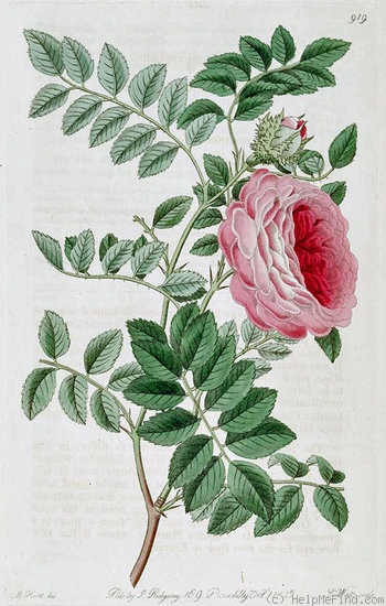 '<I>Rosa microphylla</i> Roxb. ex Lindl. synonym' rose photo