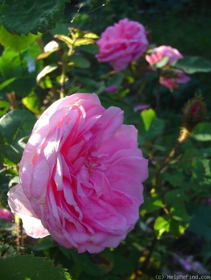 'Muscosa' rose photo