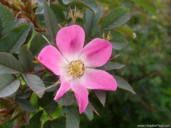 '<I>Rosa rubrifolia</i> 'Carmenetta'' rose photo