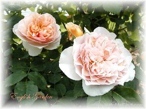 'Eliane Gillet ®' rose photo