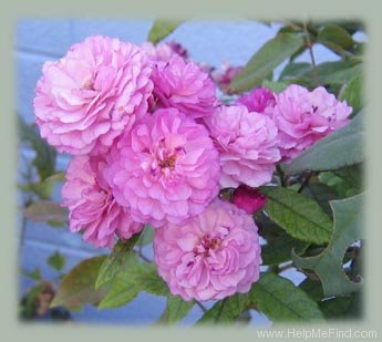 'Excellenz von Schubert (Polyantha Lambert, 1909)' rose photo