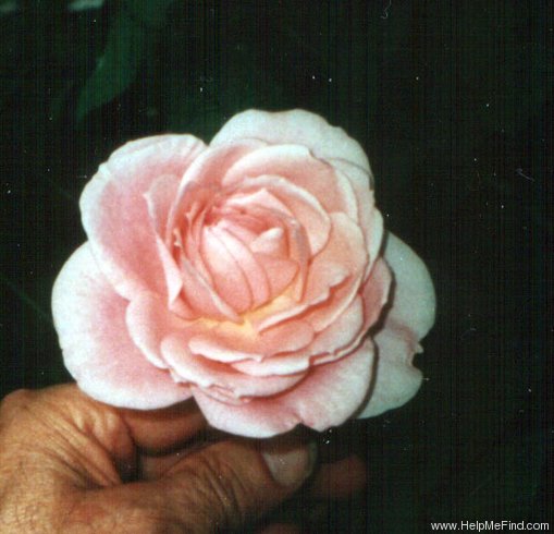 'Bô' rose photo