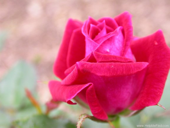 'Merlot (miniature, Benardella 2001)' rose photo