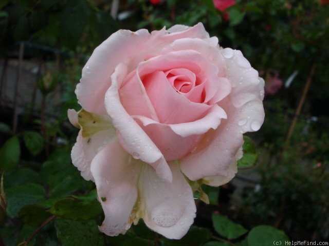 'Mark Twain (grandiflora, Huber, 2000)' rose photo