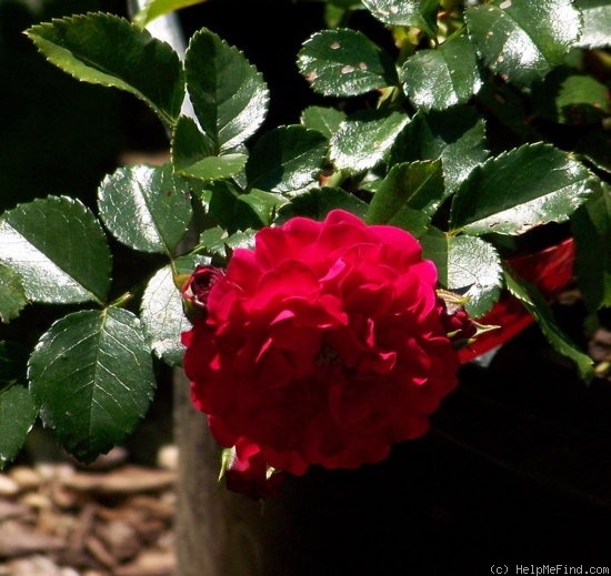 'Toscana Vigorosa' rose photo