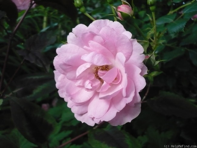 'Bonica ® (shrub, Meilland, 1975)' rose photo