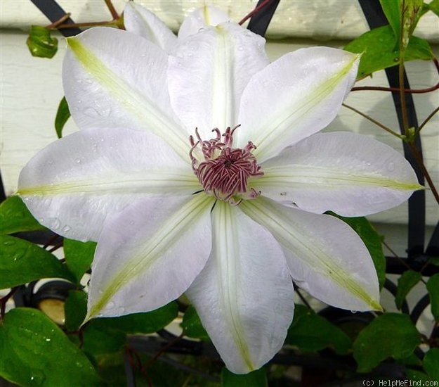 'Henryii' clematis photo