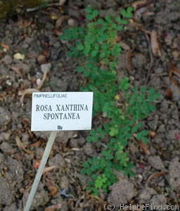 'R. xanthina spontanea' rose photo