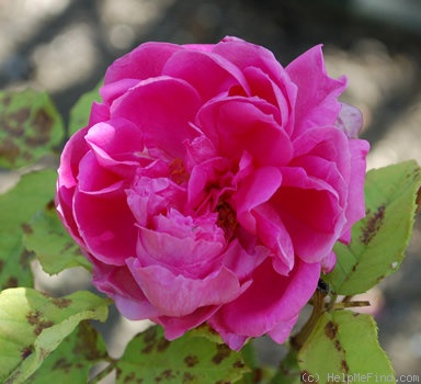 'Aristide Dupuy' rose photo