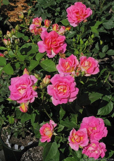 'Michael Mander' rose photo