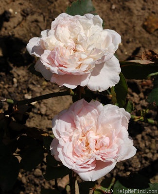 'Edith de Murat' rose photo