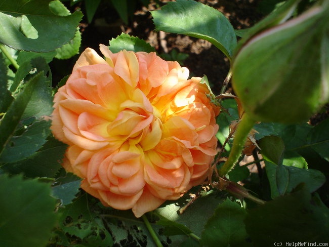 'Soleil d'Or' rose photo
