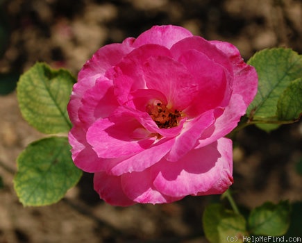 'Tapis Rose (floribunda, Meilland, 1948)' rose photo