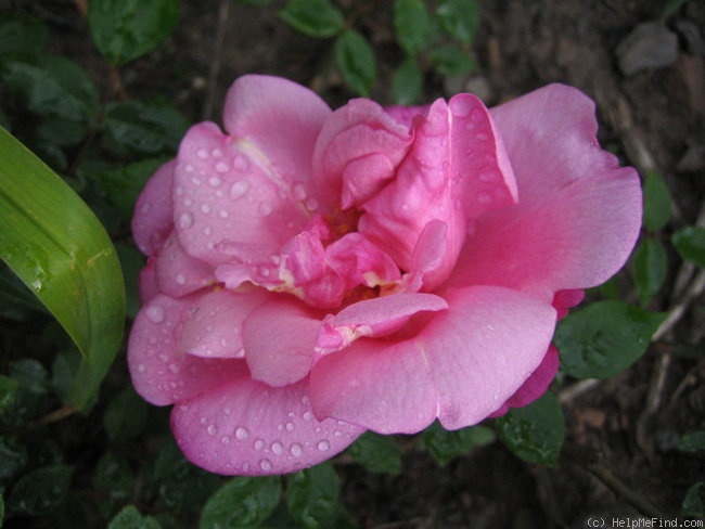 'Comtesse de Caserta' rose photo