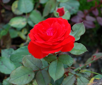 'Scarlet Leader' rose photo