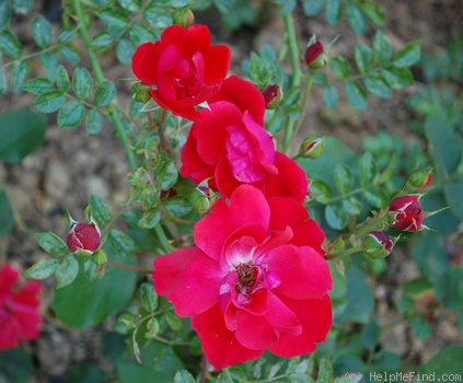 'Gertrud Westphal' rose photo