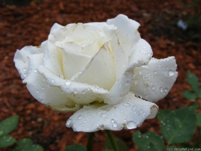 'Pope John Paul II ™ (Hybrid Tea, Zary, 2006)' rose photo