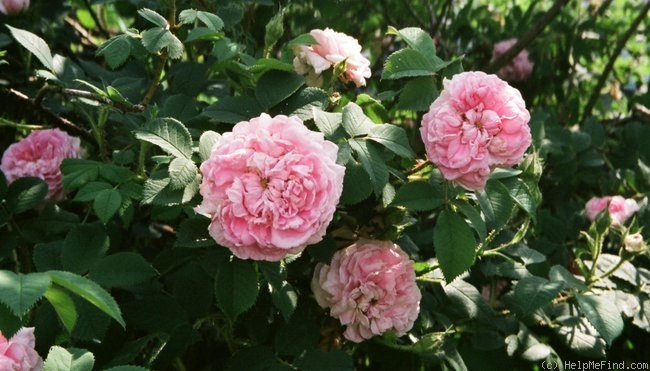 'Königin von Dänemark (Alba, Booth, 1816)' rose photo