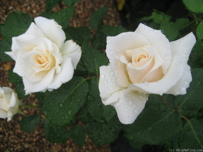 'Pascali' rose photo