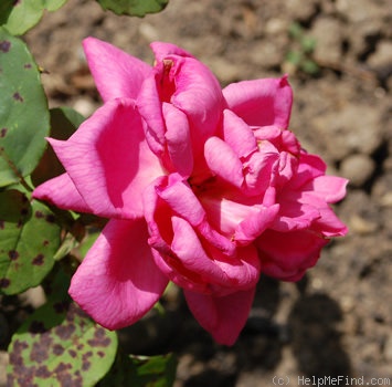 'E.J. Ludding' rose photo