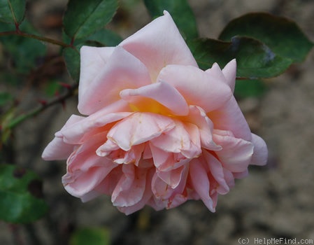 'Falbalas' rose photo
