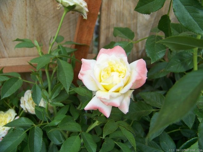 'Keith's Delight' rose photo